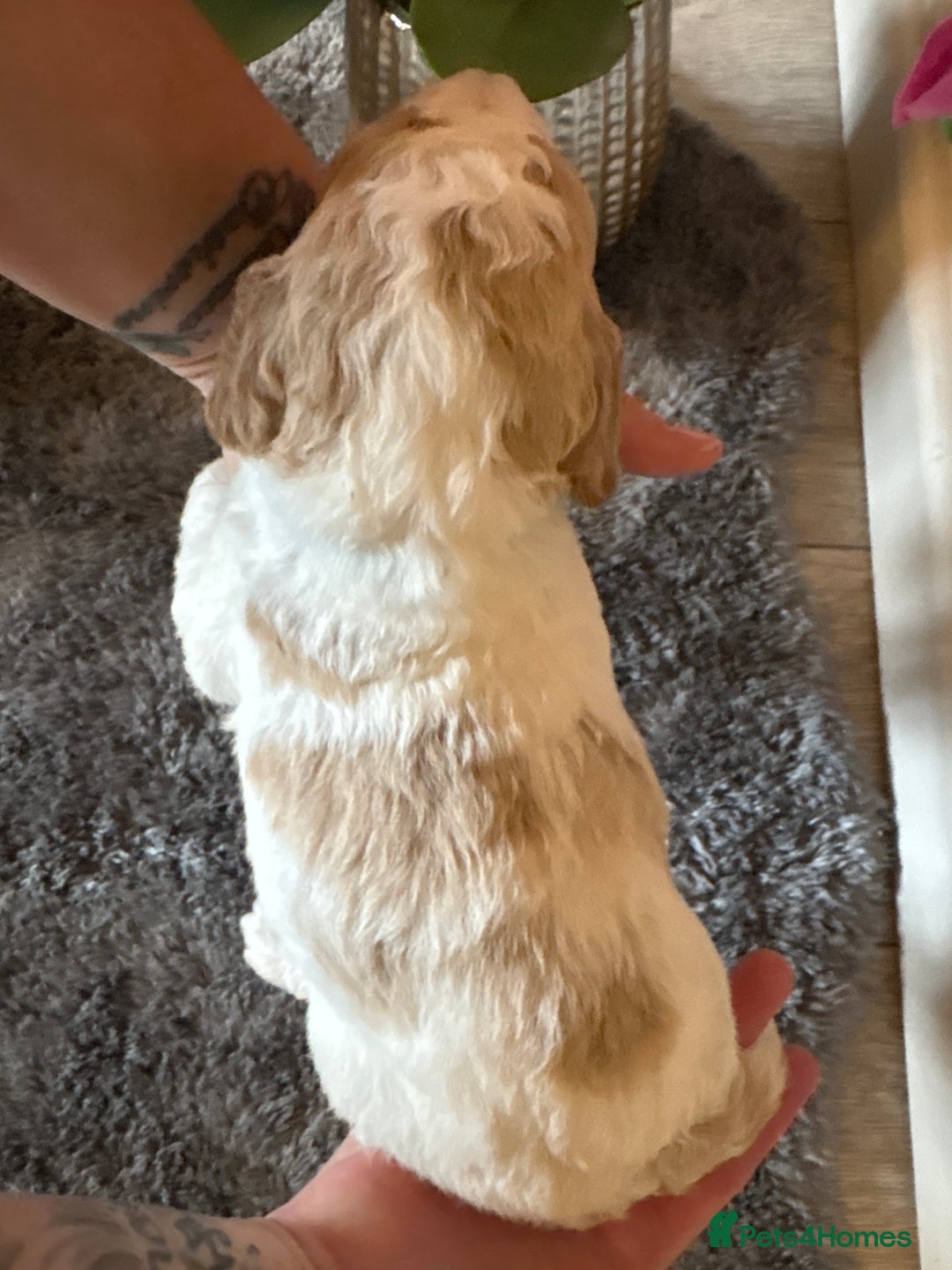 Double Doodle dogs for sale: Parti Double Doodles🐾  - Advert 28