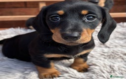 Miniature Dachshund dogs for sale: Smooth coat Minature Dacshund’s  - Image 1