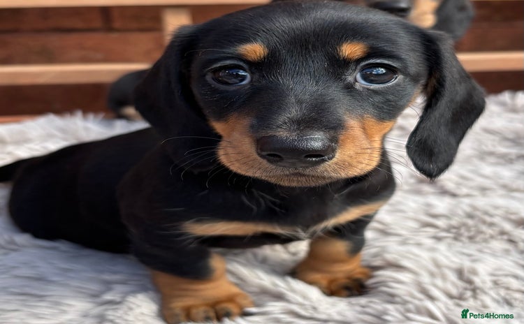 Miniature Dachshund dogs - Advert 13