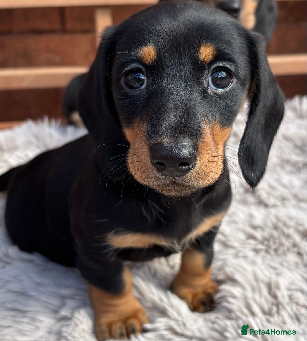 Miniature Dachshund dogs for sale: Smooth coat Minature Dacshund’s  - Image 1