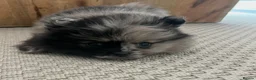 Pomeranian dogs for sale: Rare split face Merle teddy Pom puppy - READY NOW in Kingswinford - Advert 4