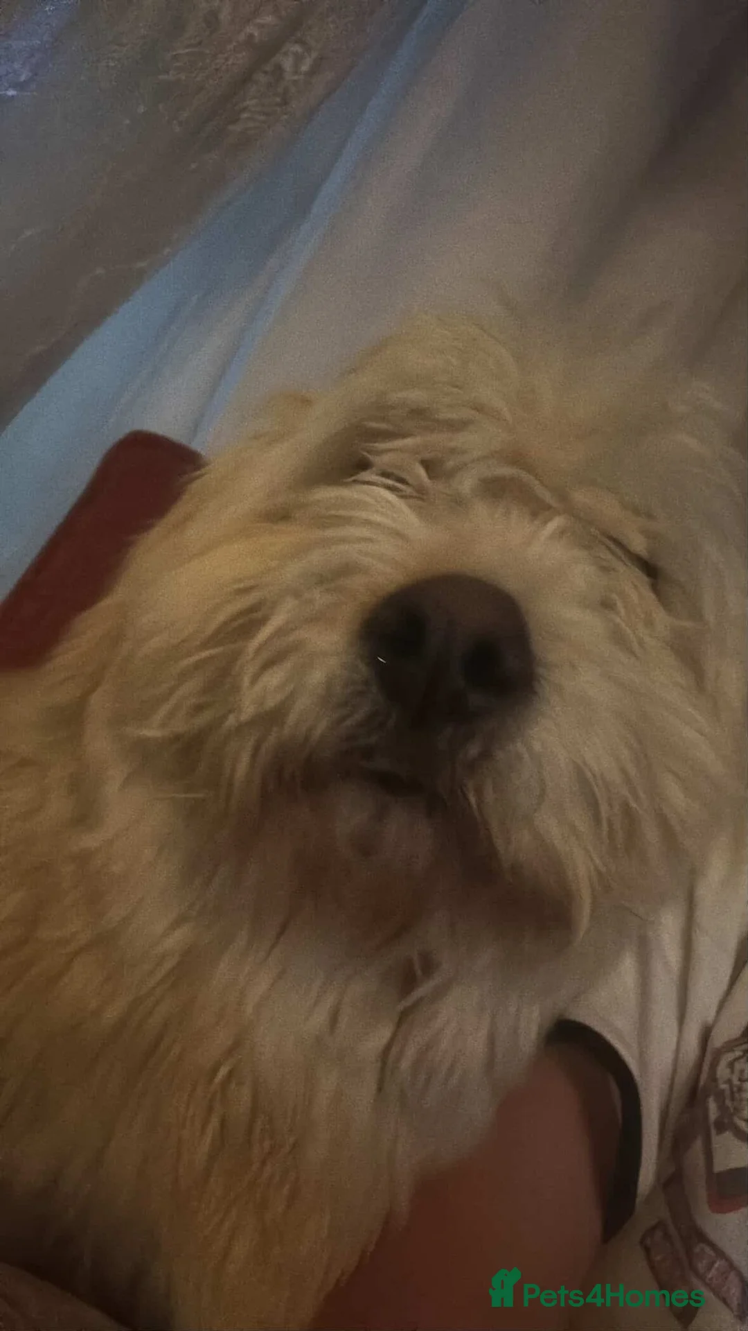 Mixed Breed dogs for adoption: Rescued Moni - 2.5yo Adorable Terrier Mix - Advert 2