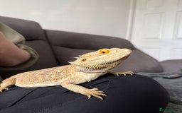 Bearded Dragon reptiles for sale: Rainbow Tiger Bearded Dragon - with full set up ⭐️ - Image 2