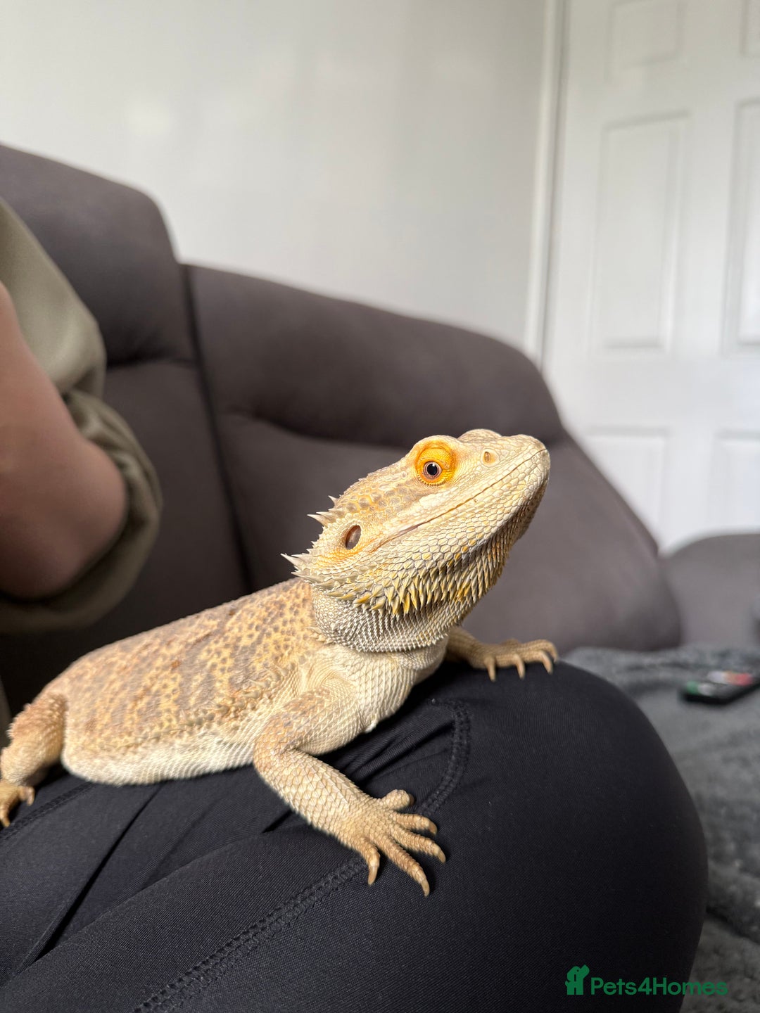 Bearded Dragon reptiles for sale: Rainbow Tiger Bearded Dragon - with full set up ⭐️ - Image 2