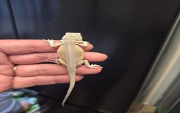 Bearded Dragon reptiles for sale: Bearded dragons  babies  - Image 29