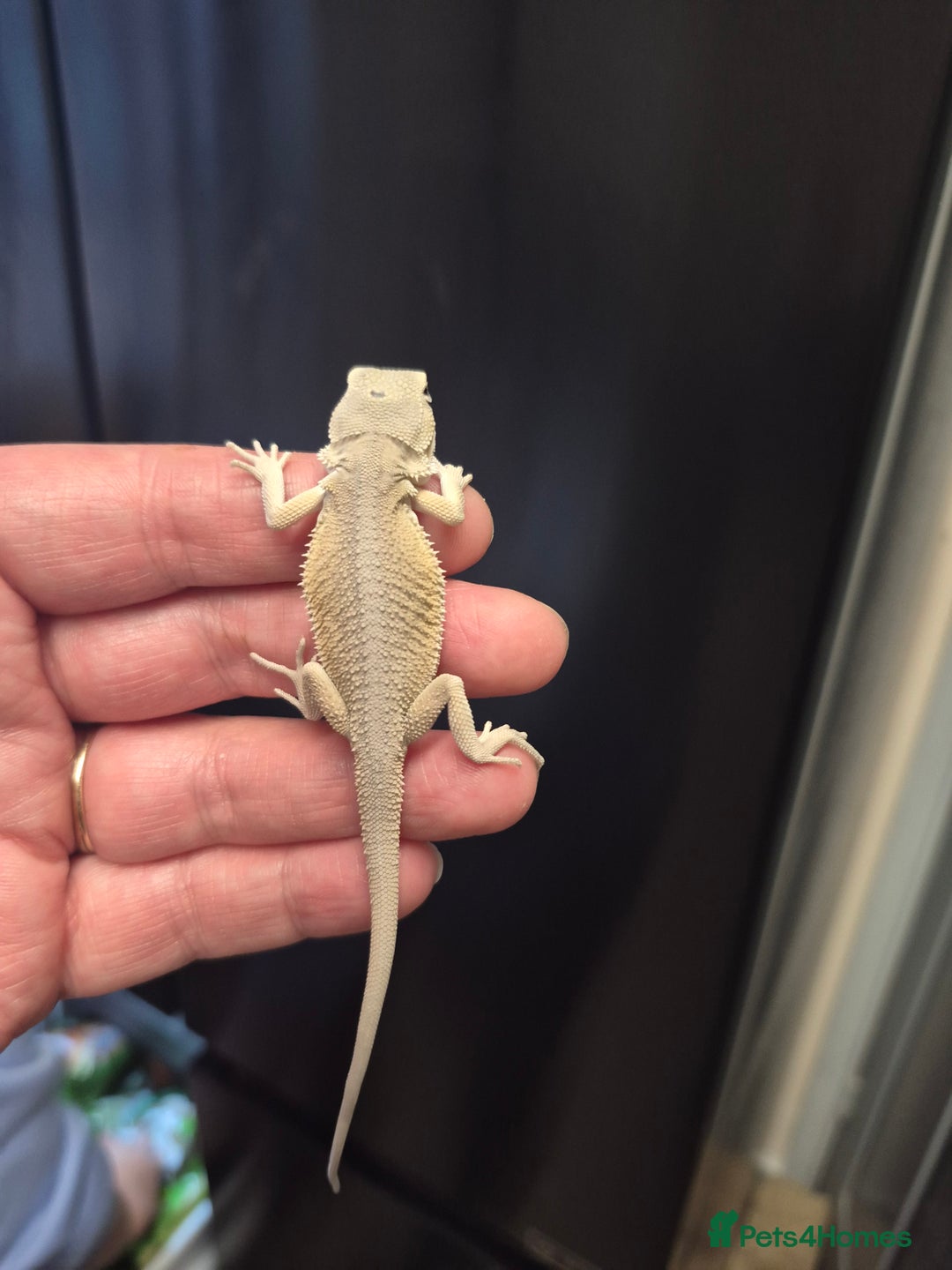 Bearded Dragon reptiles for sale: Bearded dragons  babies  - Image 29