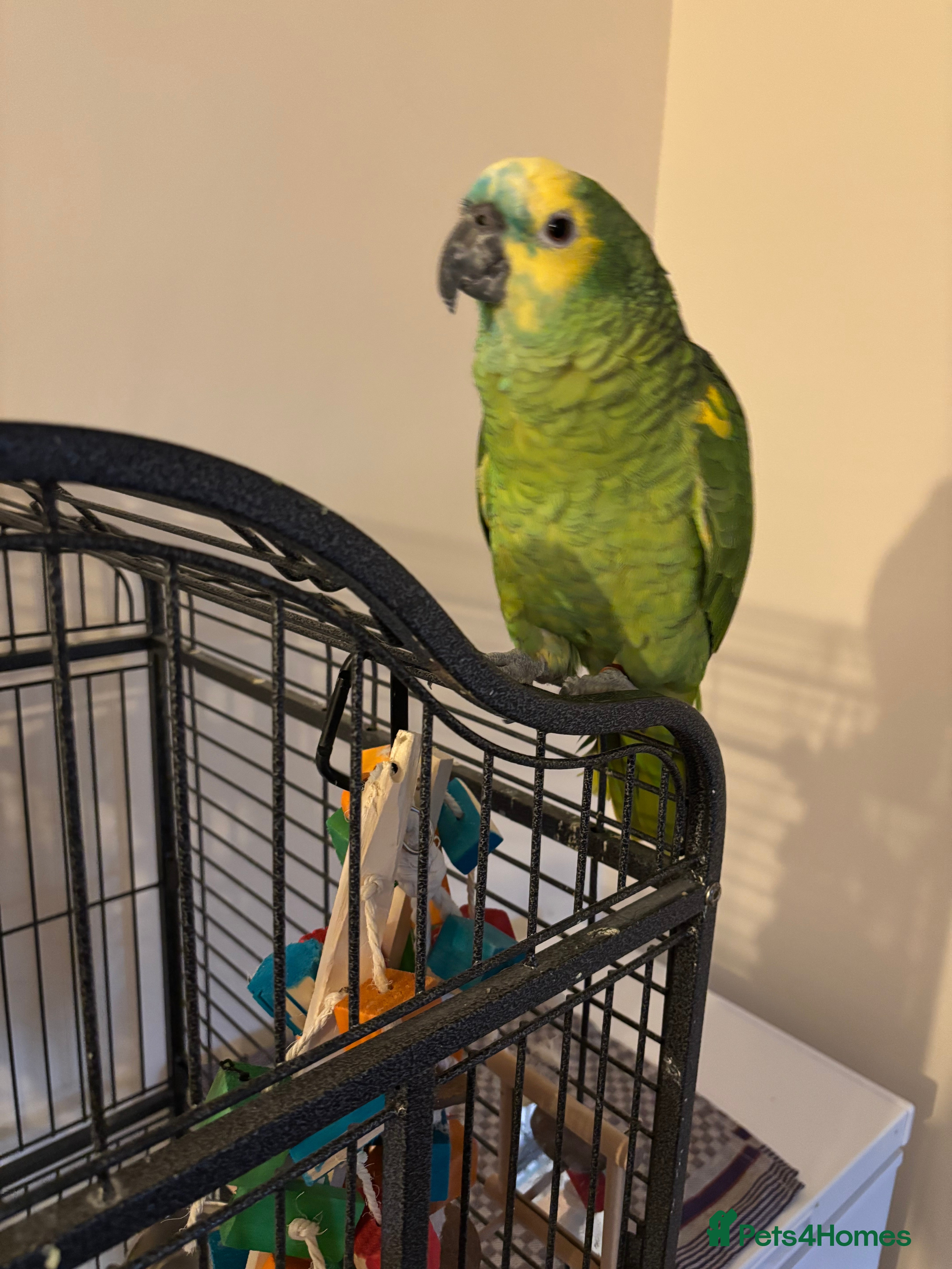 Parrots birds Yellow Headed Amazon  - Advert 2