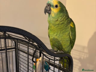 Parrots birds Yellow Headed Amazon - Advert 3