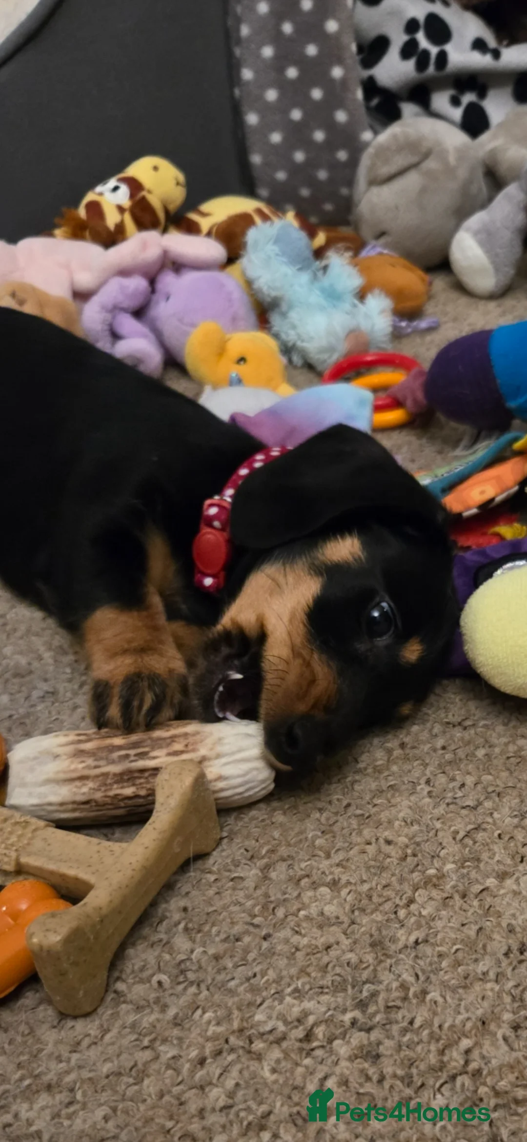 Dachshund dogs for sale: Dachshund  - Advert 2