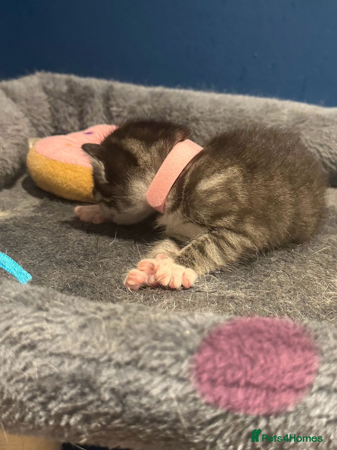Bengal cats for sale: Queen boo 💕❤️ - Image 17