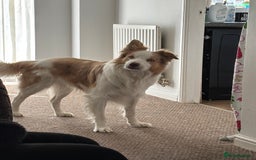 Border Collie dogs for sale: Teddy and cali are expecting!!!  - Image 3