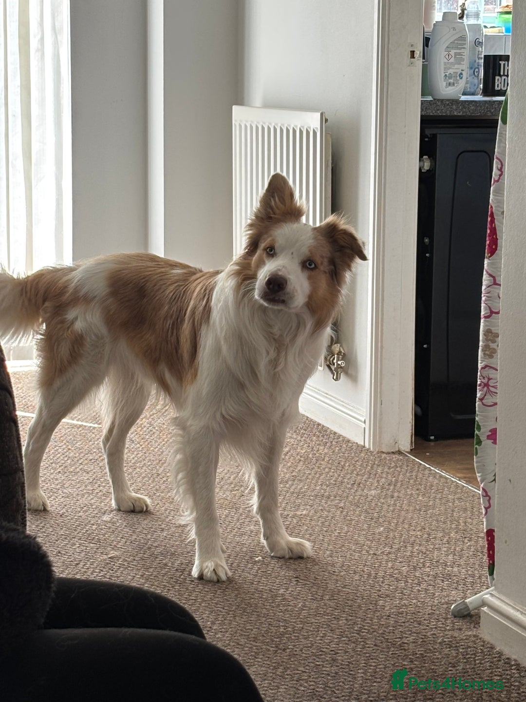 Border Collie dogs for sale: Teddy and cali are expecting!!!  - Image 3