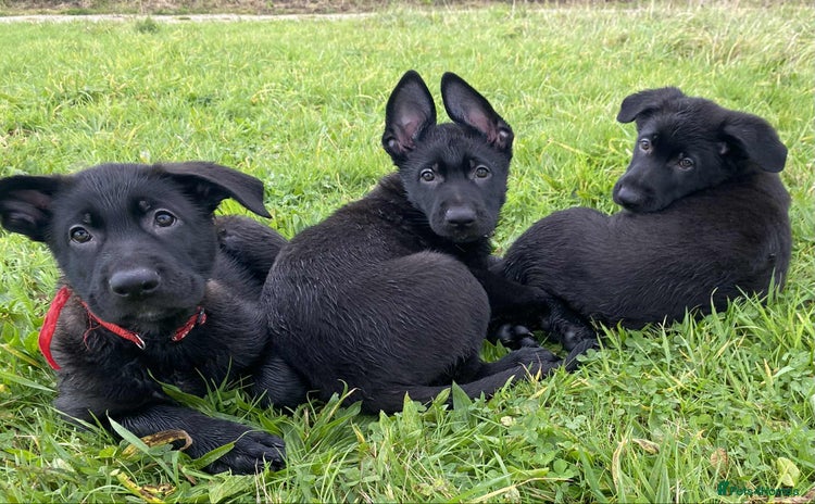 German Shepherd dogs - Advert 1