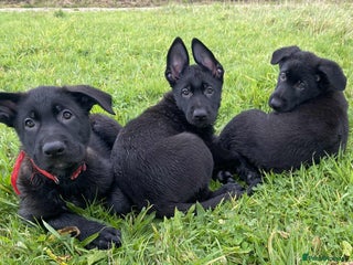 German Shepherd dogs - Advert 1