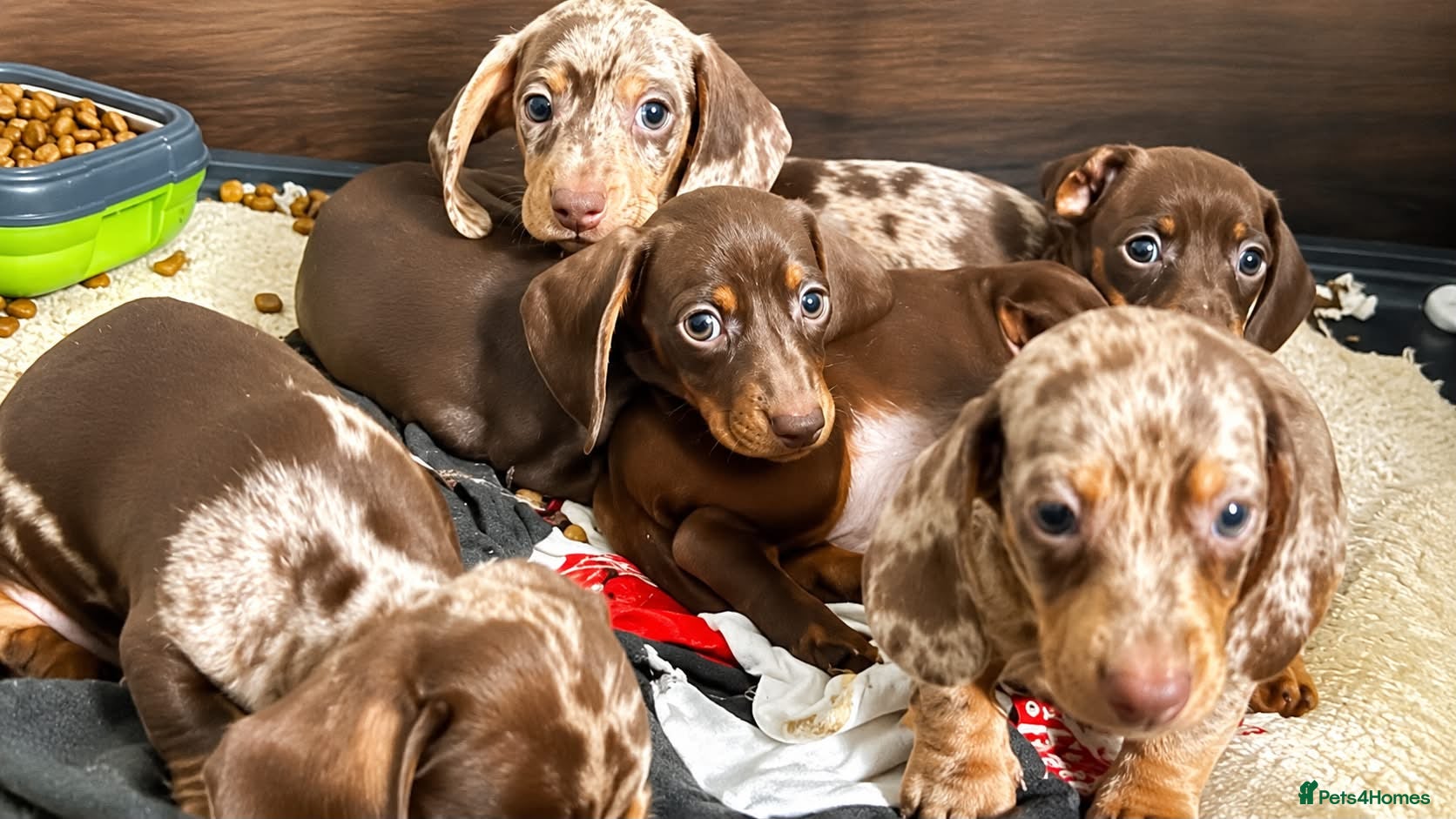 Miniature Dachshund dogs ✨️super Mini Dachshund Puppies Dapple & Chocolate - Advert 4