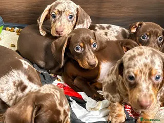 Miniature Dachshund dogs ✨️super Mini Dachshund Puppies Dapple & Chocolate - Advert 4