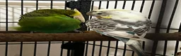 Budgerigars birds for sale: 2 bonded budgies, flight cage and toys  in Salisbury - Advert 7