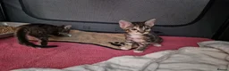 Mixed Breed cats for sale: Kittens in Houghton le Spring - Advert 2