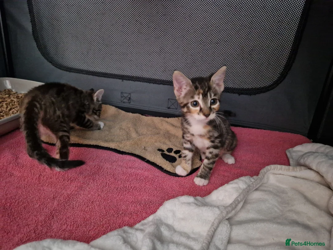 Mixed Breed cats for sale: Kittens in Houghton le Spring - Advert 2