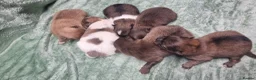 Pomeranian dogs for sale: 🐾🌟 Beautiful Pomeranian Puppies 🌟🐾 - Advert 6