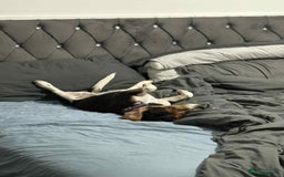 Beagle dogs for adoption: Bonnie needs her forever home  - Image 6