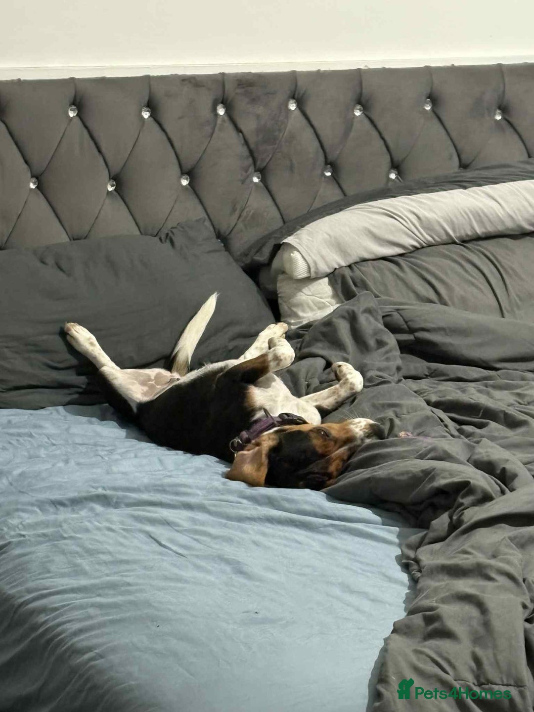 Beagle dogs for adoption: Bonnie needs her forever home  - Image 6