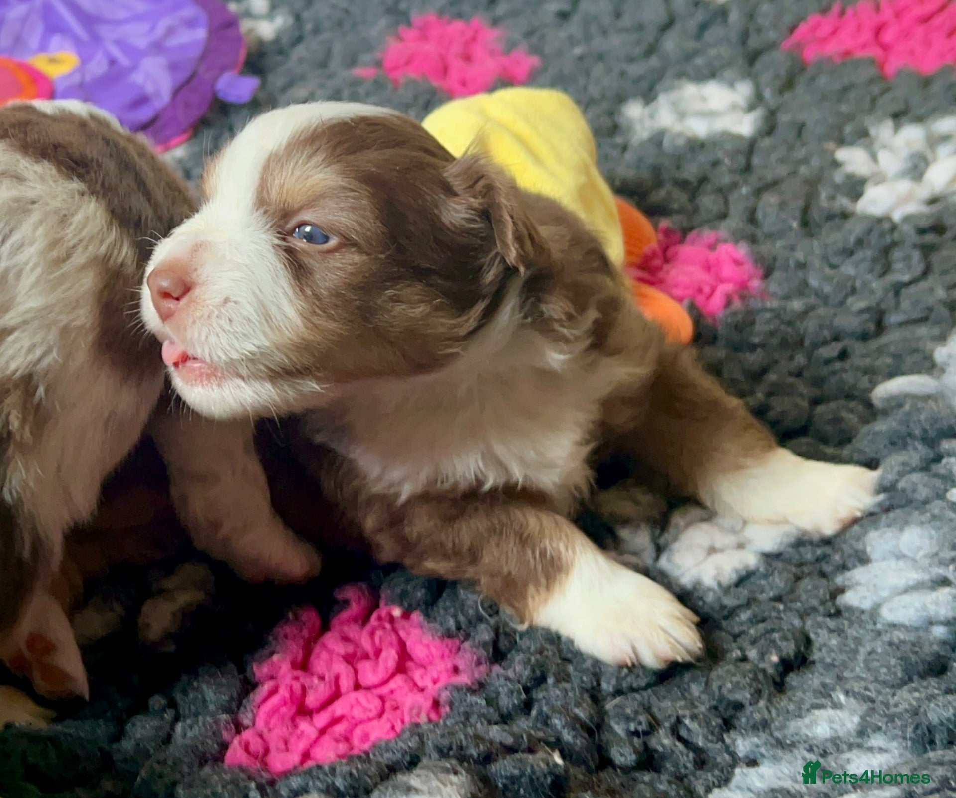 Australian Shepherd dogs for sale: Quality Mini Aussie (MAS) Rare Show Lines RKC reg  - Advert 2