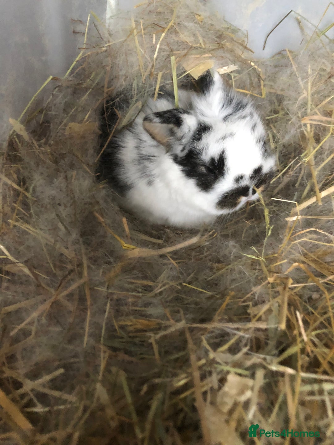 Mini Lop rabbits for sale: Mini lop kits for sale  - Advert 5