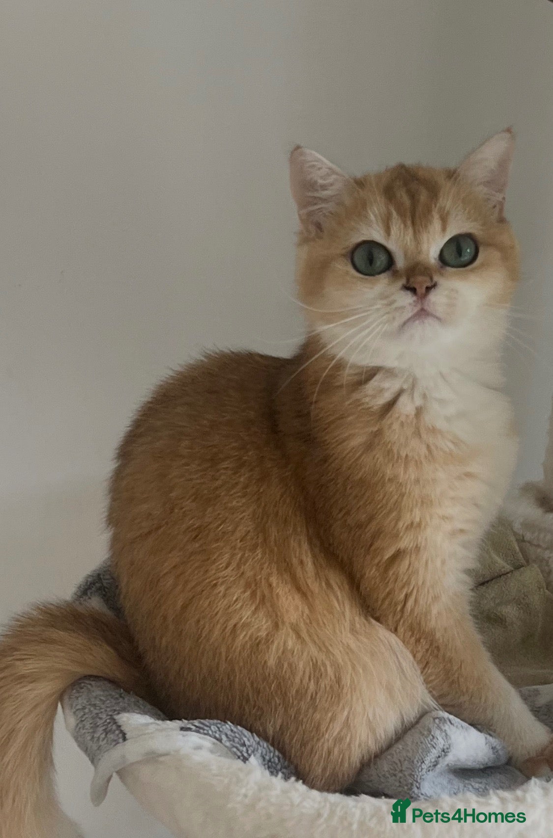 British Shorthair cats for sale: 🩷 Ny12 Golden British Shorthair Girl 🩷 - Advert 7