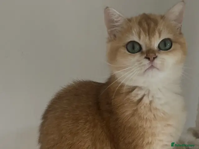 British Shorthair cats for sale: 🩷 Ny12 Golden British Shorthair Girl 🩷 - Advert 7