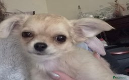 Chihuahua dogs for sale: Long haired chihuahua  - Image 24