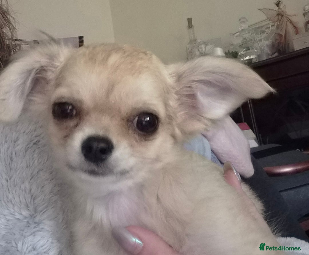 Chihuahua dogs for sale: Long haired chihuahua  - Image 24