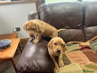 Labrador Retriever dogs Beautiful Labrador puppies - Advert 4