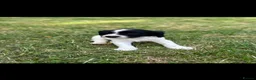English Springer Spaniel dogs for sale: Springer Spaniel Puppies in Scunthorpe - Advert 2