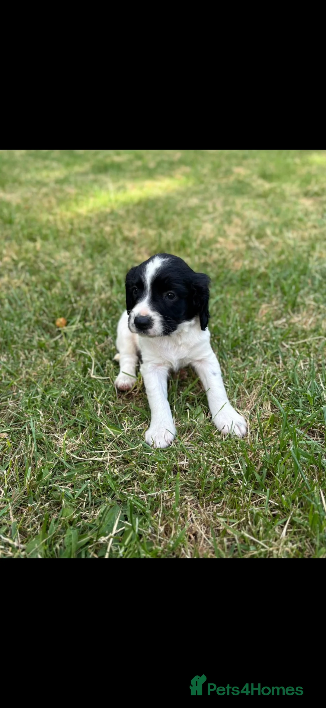 English Springer Spaniel dogs for sale: Springer Spaniel Puppies in Scunthorpe - Advert 2