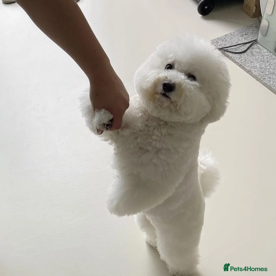 Maltipoo dogs for sale: Maltipoo Puppy  - Advert 2