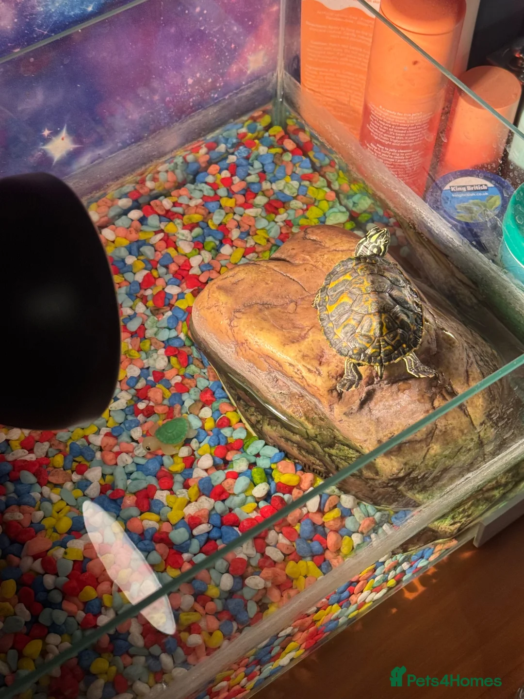 Turtle reptiles for sale: Florida red bellied cooter - Advert 2