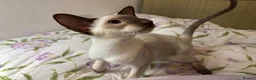 Oriental cats for sale: Playful and friendly kittens ready to leave in New Malden - Advert 4