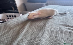 Rat rodents for sale: Rehoming my two boys - Image 2