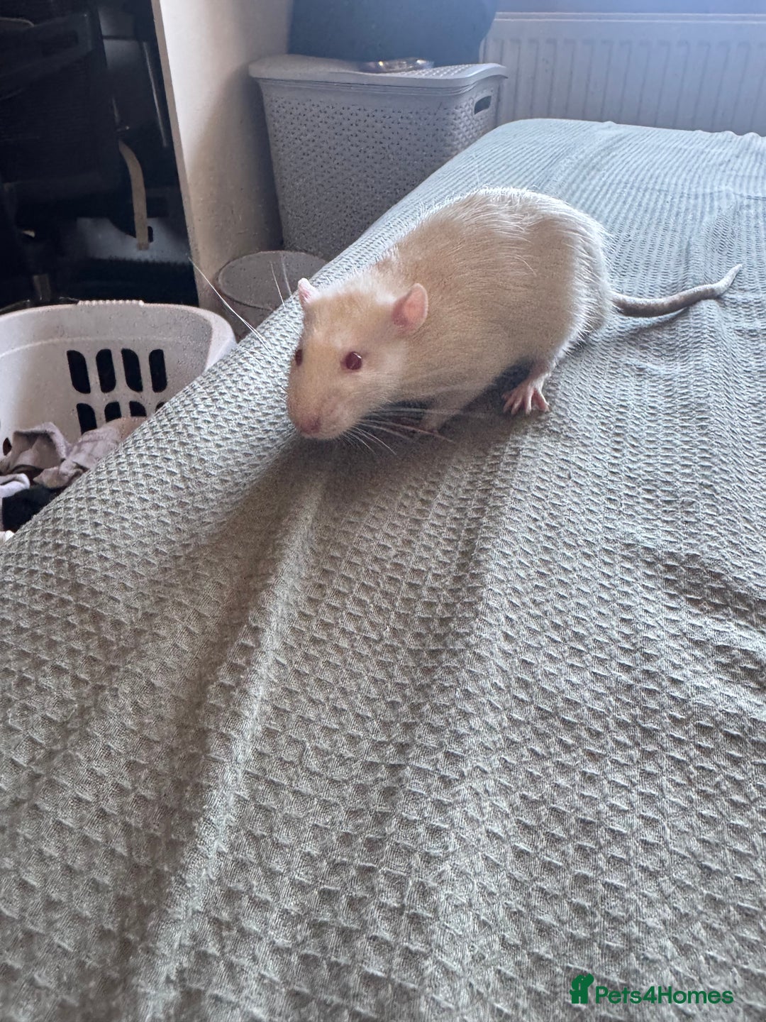 Rat rodents for sale: Rehoming my two boys - Image 2