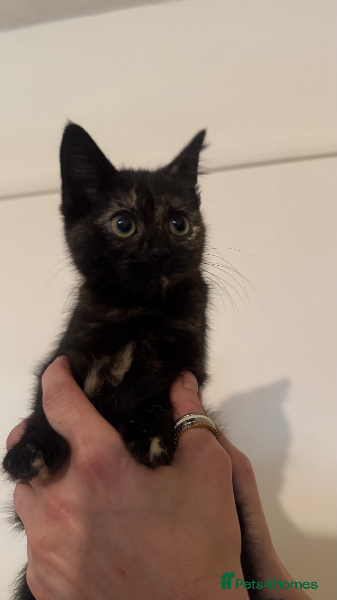 Domestic Shorthair cats for sale: Lovely kitten ready for forever home  - Advert 9