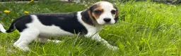 Bocker dogs for sale: Bred From Health Tested Parents - Advert 21
