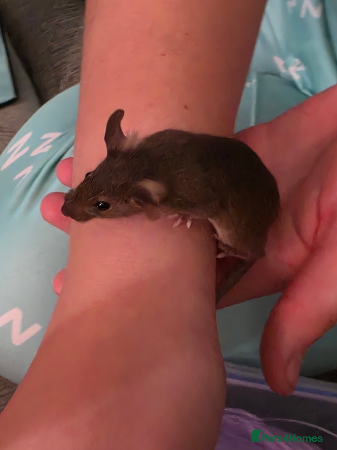 Mouse rodents for sale: Male and female mice  - Advert 12