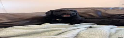 Saint Berdoodle dogs for sale: Saint berdoodle puppies  in Kilmarnock - Advert 5