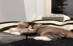 Munchkin cats for sale: Super stunning & rare Minuet - Image 21