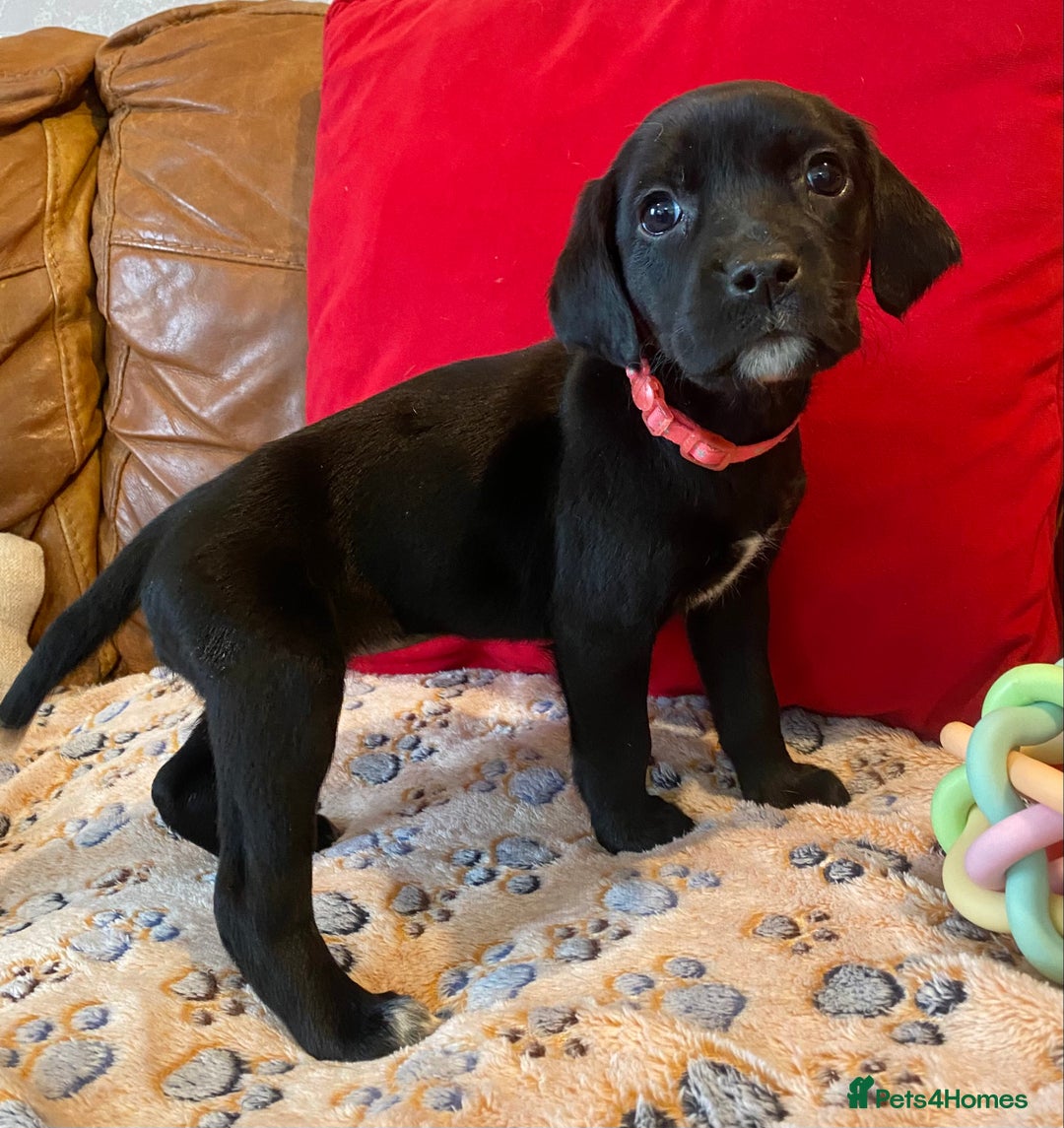 Springador dogs for sale: STUNNING SPRINGADOR PUPPIES  - Image 2
