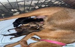 Mixed Breed dogs for sale: 7 Lurcher x collie  - Image 11