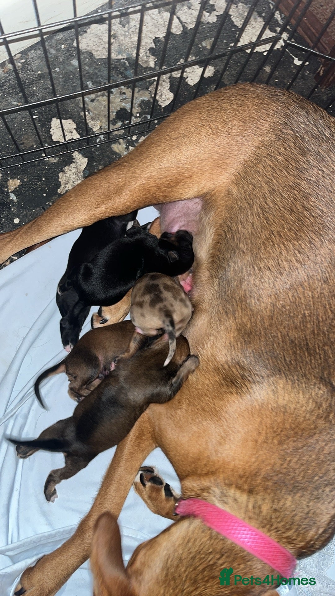Mixed Breed dogs for sale: 7 Lurcher x collie  - Image 11