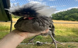 Chickens poultry for sale: Poland Bantams Available  in High Wycombe - Image 10