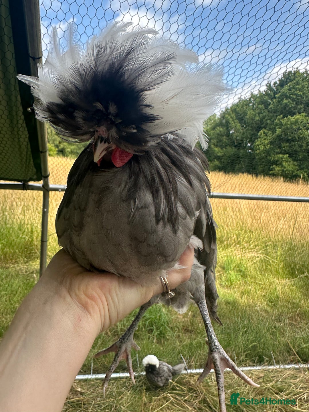 Chickens poultry for sale: Poland Bantams Available  in High Wycombe - Image 10
